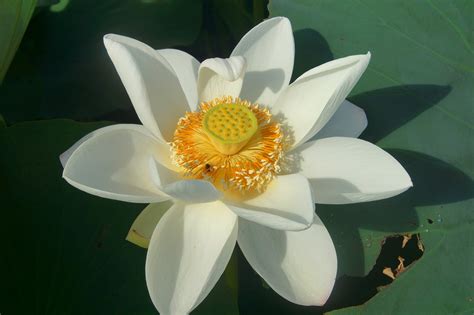 河花|Nelumbo nucifera